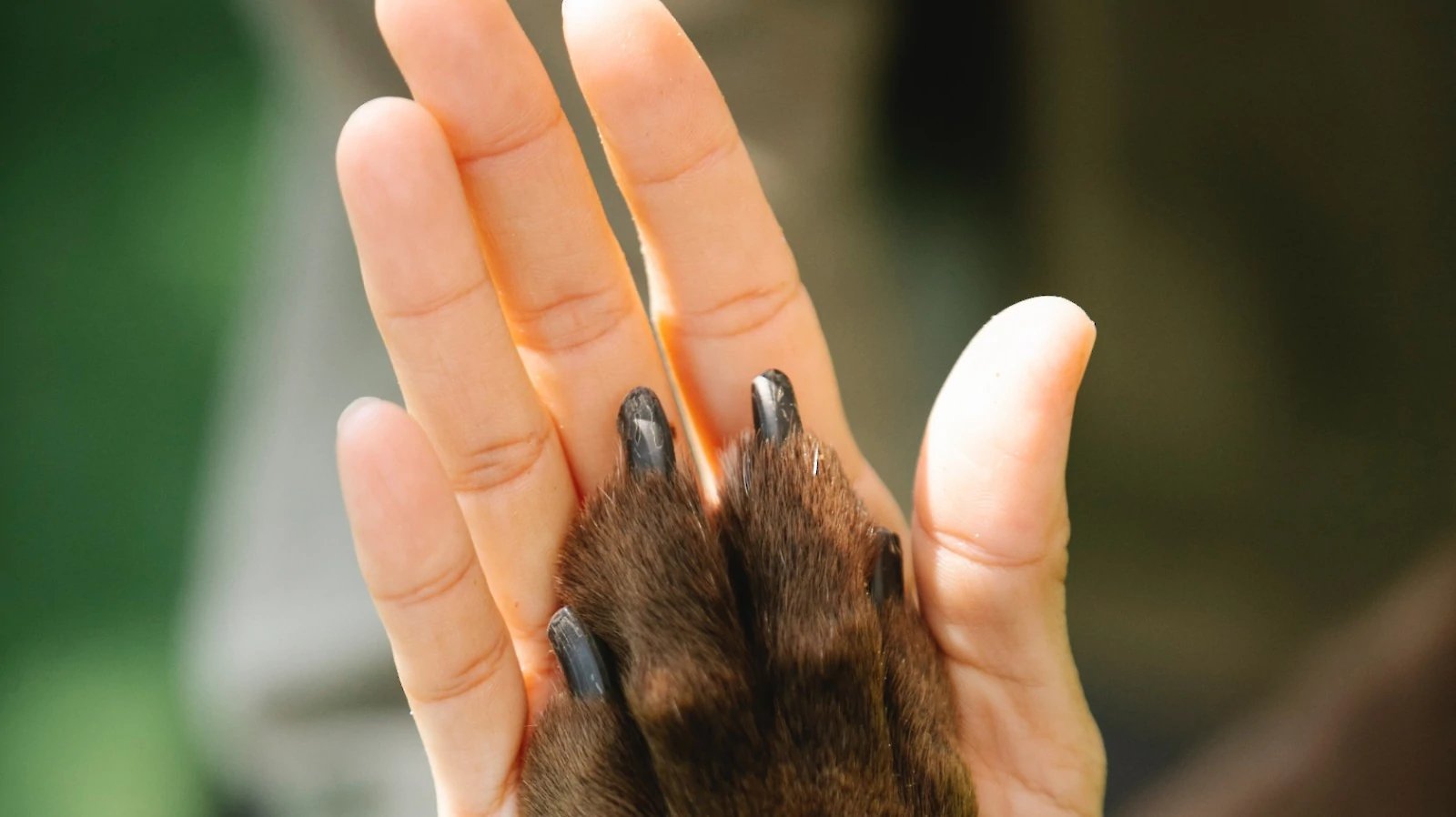 Understand How Using Your Hands Impacts Your Dog
