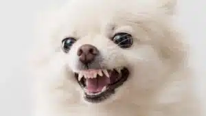 Dog Barking Excessively