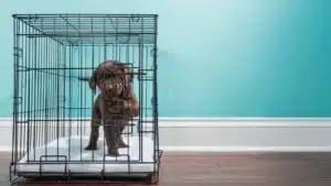 in-home dog crate training