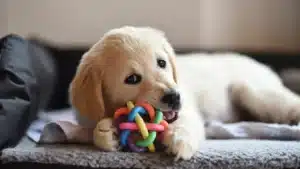 Puppy Chewing