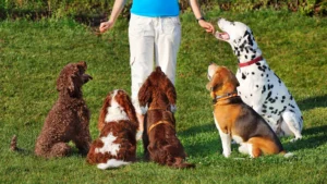 Group Dog Training